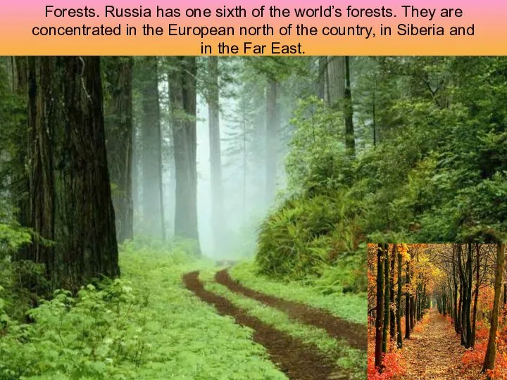 Forests. Russia has one sixth of the world’s forests. They are concentrated