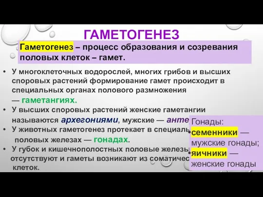 ГАМЕТОГЕНЕЗ Гаметогенез – процесс образования и созревания половых клеток – гамет. У