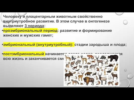 Человеку и плацентарным животным свойственно внутриутробное развитие. В этом случае в онтогенезе