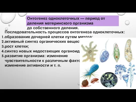 Последовательность процессов онтогенеза одноклеточных: образование дочерней клетки путем митоза; активный синтез органических