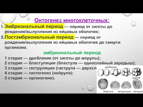 Онтогенез многоклеточных: Эмбриональный период — период от зиготы до рождения/вылупления из яйцевых