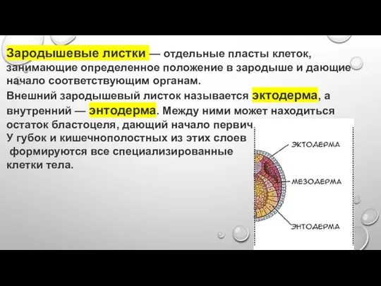 Зародышевые листки — отдельные пласты клеток, занимающие определенное положение в зародыше и