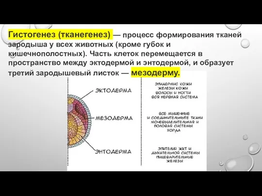 Гистогенез (тканегенез) — процесс формирования тканей зародыша у всех животных (кроме губок