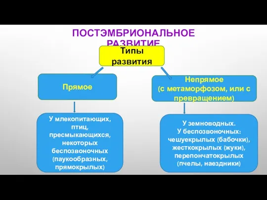 ПОСТЭМБРИОНАЛЬНОЕ РАЗВИТИЕ Непрямое (с метаморфозом, или с превращением) Прямое Типы развития У