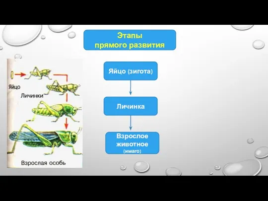 Этапы прямого развития Яйцо (зигота) Личинка Взрослое животное (имаго)