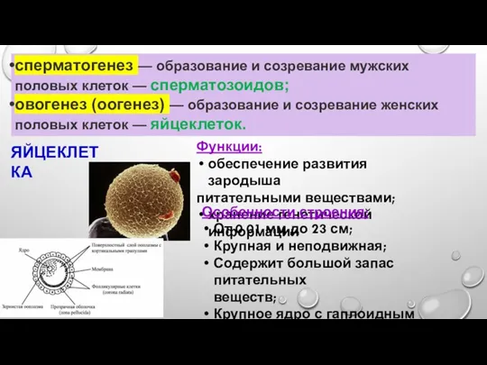 сперматогенез — образование и созревание мужских половых клеток — сперматозоидов; овогенез (оогенез)