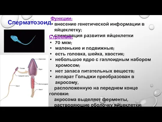 Сперматозоид Функции: внесение генетической информации в яйцеклетку; стимуляция развития яйцеклетки Строение: 70