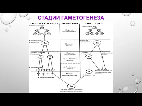 СТАДИИ ГАМЕТОГЕНЕЗА