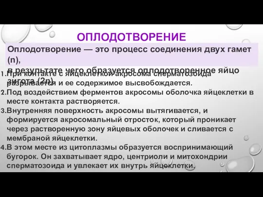 ОПЛОДОТВОРЕНИЕ Оплодотворение — это процесс соединения двух гамет (n), в результате чего