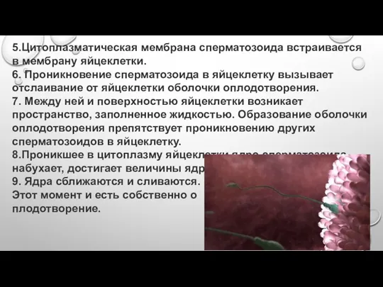 5.Цитоплазматическая мембрана сперматозоида встраивается в мембрану яйцеклетки. 6. Проникновение сперматозоида в яйцеклетку