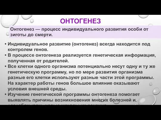 ОНТОГЕНЕЗ Онтогенез — процесс индивидуального развития особи от зиготы до смерти. Индивидуальное