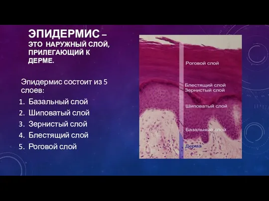 ЭПИДЕРМИС – ЭТО НАРУЖНЫЙ СЛОЙ, ПРИЛЕГАЮЩИЙ К ДЕРМЕ. Эпидермис состоит из 5