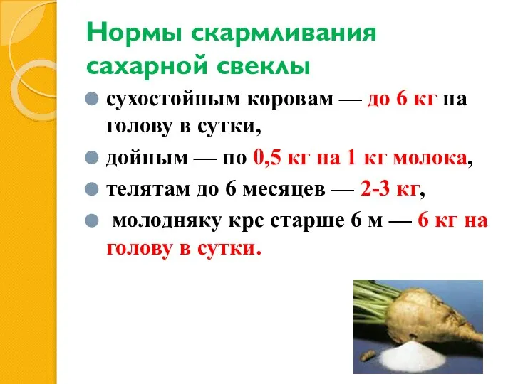 Нормы скармливания сахарной свеклы сухостойным ко­ровам — до 6 кг на голову