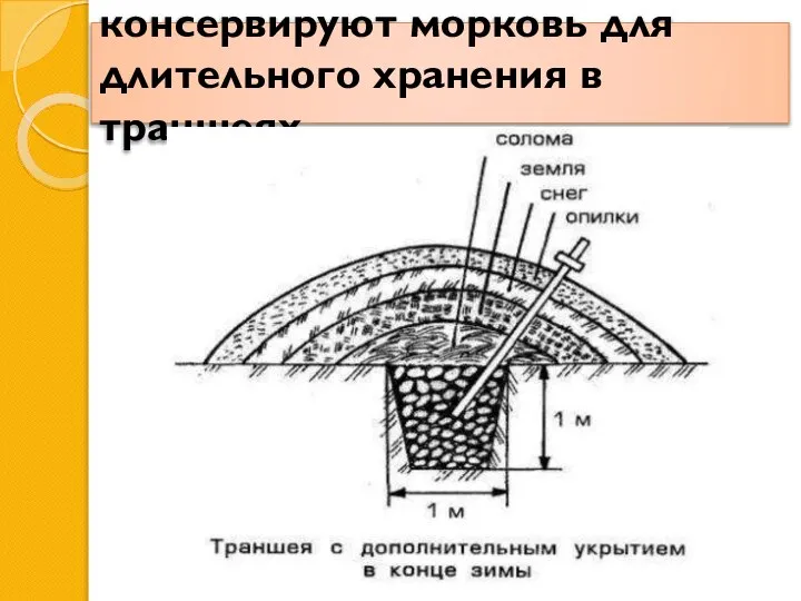 консервируют морковь для длительного хранения в траншеях