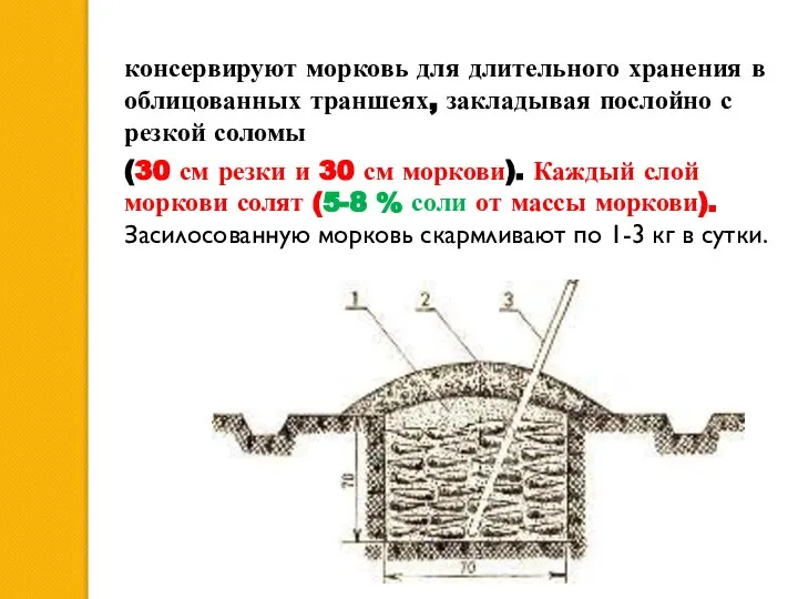 консервируют морковь для длительного хранения в облицованных траншеях, закладывая по­слойно с резкой