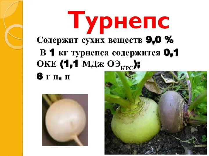 Турнепс Содержит сухих веществ 9,0 % В 1 кг турнепса со­держится 0,1