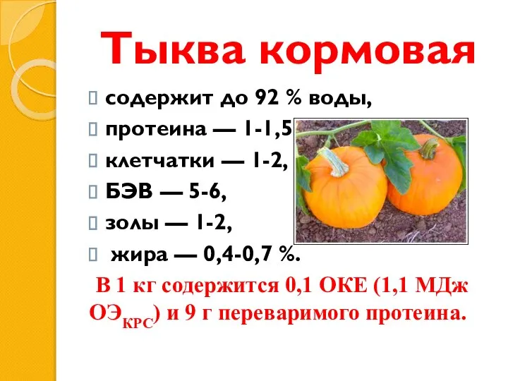 Тыква кормовая содержит до 92 % воды, протеина — 1-1,5, клет­чатки —