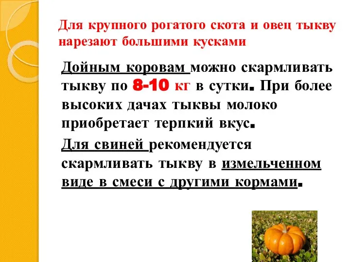 Для крупного рогатого скота и овец тыкву нарезают большими кусками Дойным коровам