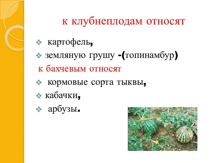 к клубне­плодам относят картофель, земляную грушу -(топинамбур) к бахчевым относят кормовые сорта тыквы, кабачки, арбузы.