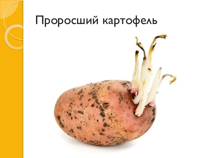 Проросший картофель