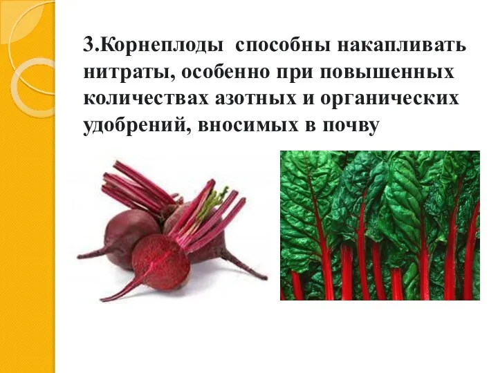 3.Корнеплоды способны накапливать нитра­ты, особенно при повышенных количествах азотных и органических удобрений, вносимых в почву