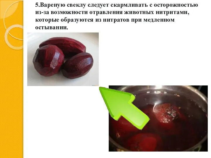 5.Вареную свеклу следует скармливать с осторожностью из-за воз­можности отравления животных нитритами, которые