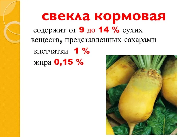 свекла кормовая содержит от 9 до 14 % сухих веществ, представленных сахарами