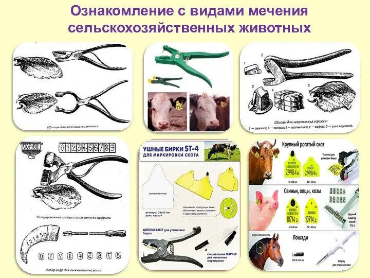 Ознакомление с видами мечения сельскохозяйственных животных