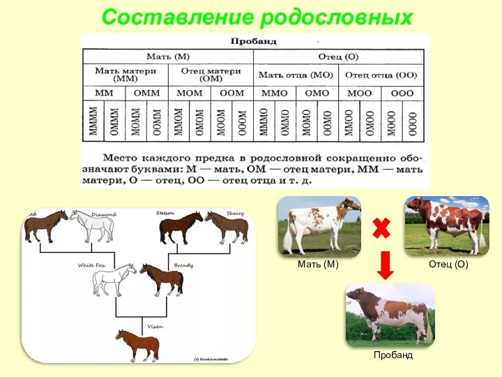 Составление родословных Мать (М) Отец (О) Пробанд