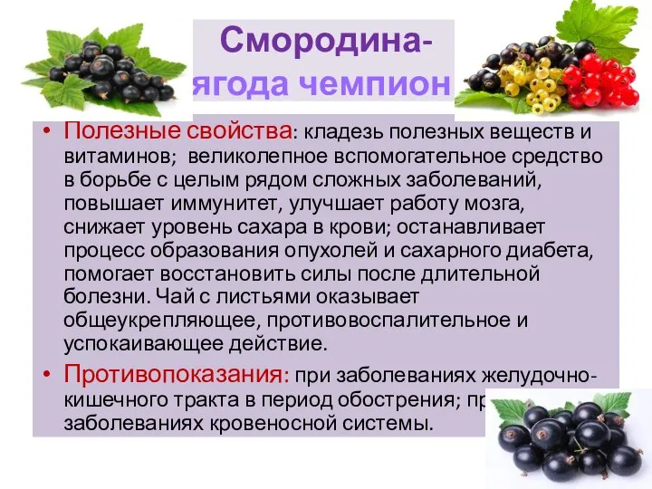 Смородина- ягода чемпион. Полезные свойства: кладезь полезных веществ и витаминов; великолепное вспомогательное