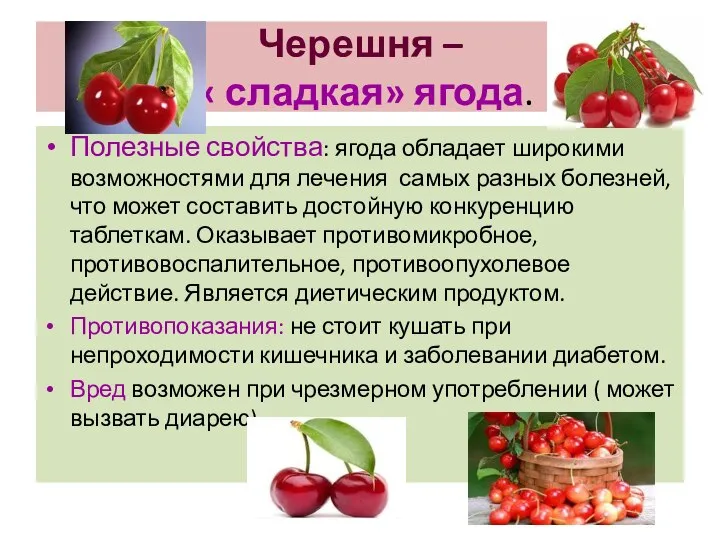 Черешня – « сладкая» ягода. Полезные свойства: ягода обладает широкими возможностями для