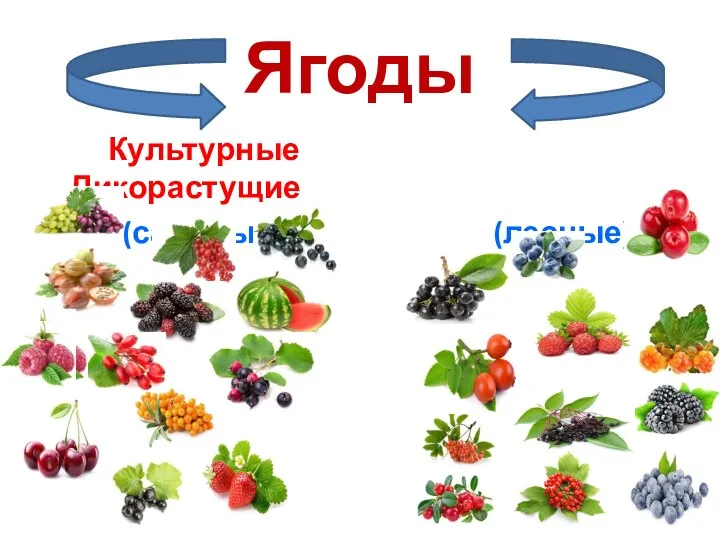 Ягоды Культурные Дикорастущие (садовые) (лесные)