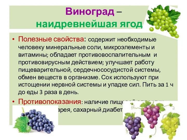 Виноград – наидревнейшая ягода. Полезные свойства: содержит необходимые человеку минеральные соли, микроэлементы
