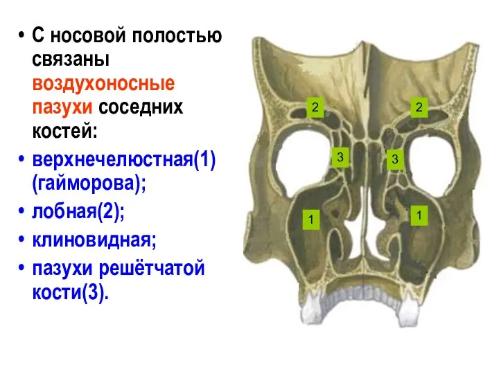 С носовой полостью связаны воздухоносные пазухи соседних костей: верхнечелюстная(1) (гайморова); лобная(2); клиновидная;
