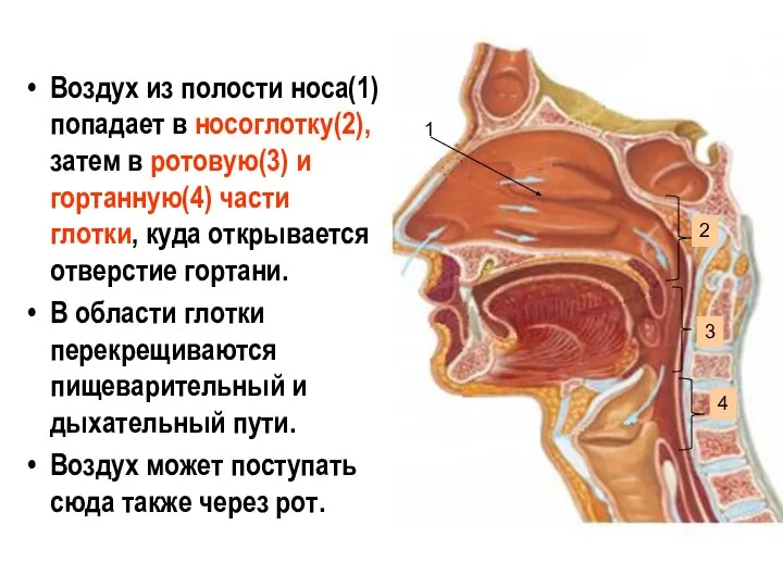 Воздух из полости носа(1) попадает в носоглотку(2), затем в ротовую(3) и гортанную(4)