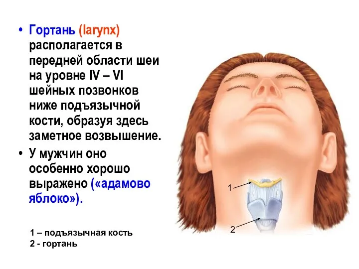 Гортань (larynx) располагается в передней области шеи на уровне IV – VI