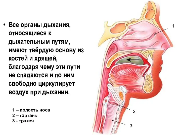 Все органы дыхания, относящиеся к дыхательным путям, имеют твёрдую основу из костей