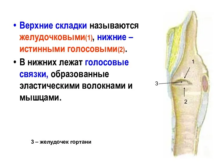 Верхние складки называются желудочковыми(1), нижние – истинными голосовыми(2). В нижних лежат голосовые