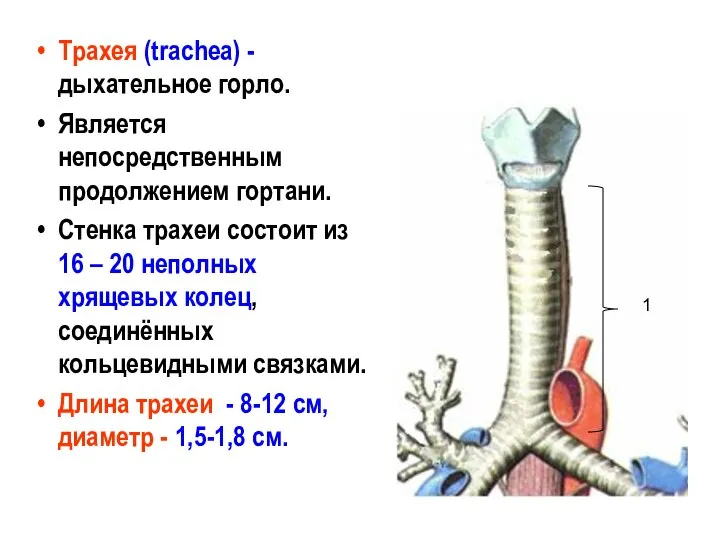 Трахея (trachea) - дыхательное горло. Является непосредственным продолжением гортани. Стенка трахеи состоит