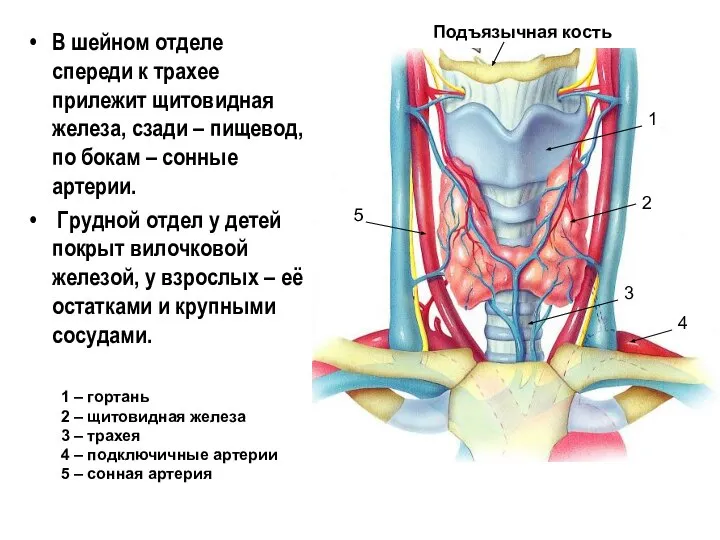 В шейном отделе спереди к трахее прилежит щитовидная железа, сзади – пищевод,