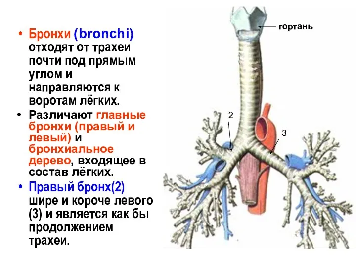 Бронхи (bronchi) отходят от трахеи почти под прямым углом и направляются к
