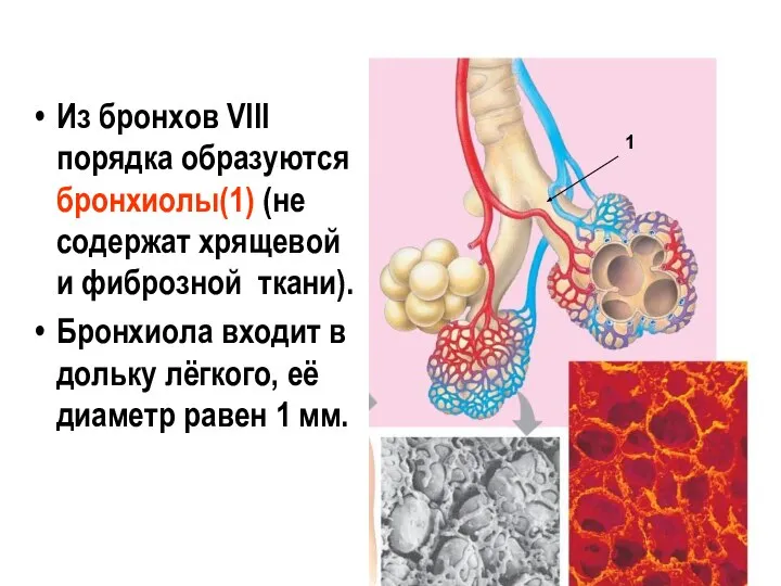 Из бронхов VIII порядка образуются бронхиолы(1) (не содержат хрящевой и фиброзной ткани).