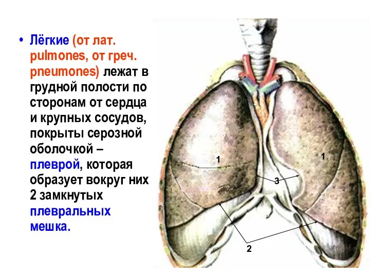 Лёгкие (от лат. pulmones, от греч. pneumones) лежат в грудной полости по