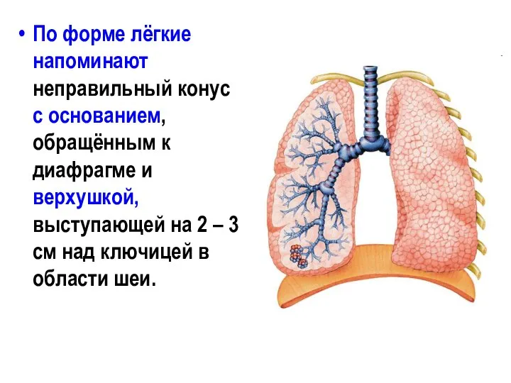 По форме лёгкие напоминают неправильный конус с основанием, обращённым к диафрагме и