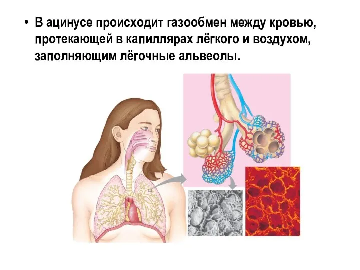 В ацинусе происходит газообмен между кровью, протекающей в капиллярах лёгкого и воздухом, заполняющим лёгочные альвеолы.