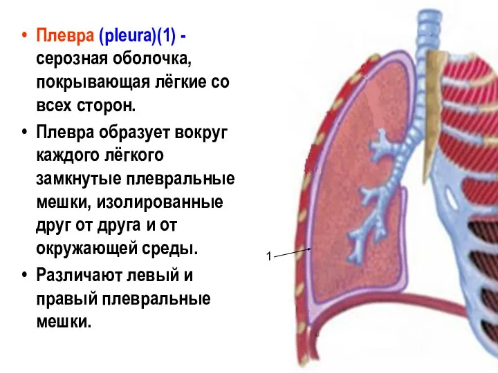 Плевра (pleura)(1) - серозная оболочка, покрывающая лёгкие со всех сторон. Плевра образует