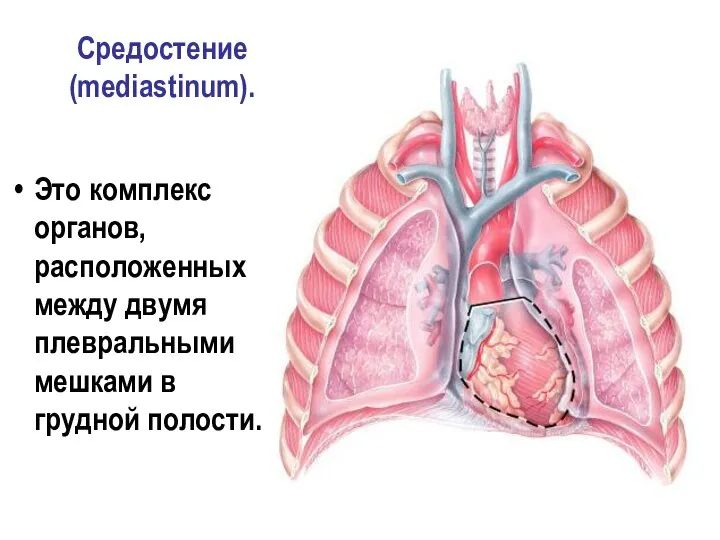 Средостение (mediastinum). Это комплекс органов, расположенных между двумя плевральными мешками в грудной полости.