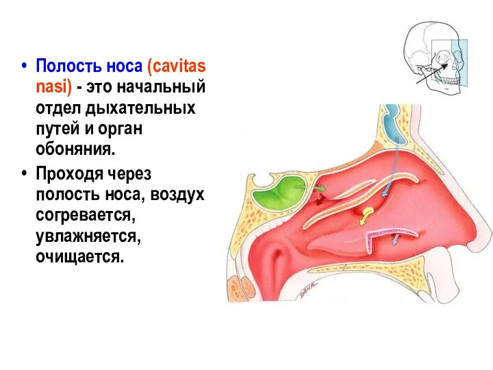 Полость носа (cavitas nasi) - это начальный отдел дыхательных путей и орган