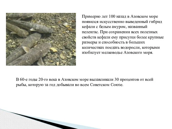 Примерно лет 100 назад в Азовском море появился искусственно выведенный гибрид кефали