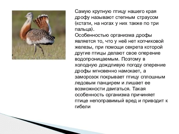 Самую крупную птицу нашего края дрофу называют степным страусом (кстати, на ногах